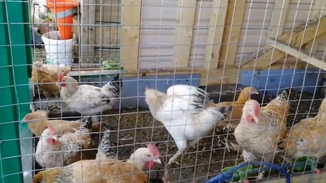 Какую траву можно давать курам. Витамины для кур у нас под ногами. Весной подумай о зиме.