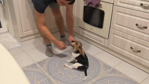 Бигль 2 месяца учится команде СИДЕТЬ