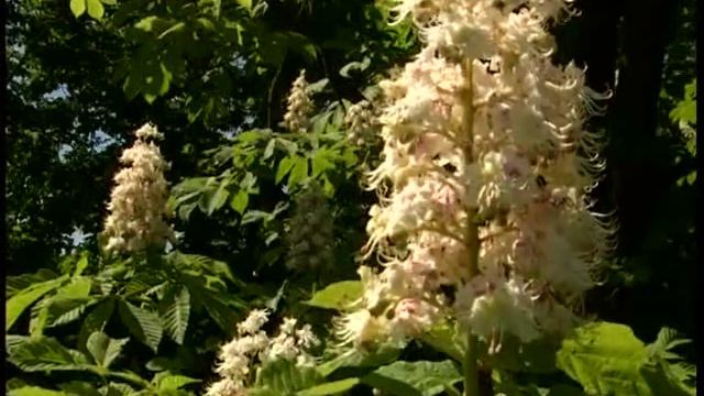 Мед з каштану і ріпаку смотреть онлайн