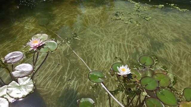 Мальки золотой рыбки.Выращивание в бассейне#прудсвоимируками #золотыерыбки#золотовпруду