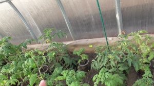 Томатные Гномы в теплице для раннего урожая. Какие первые плюсы я обнаружила у Томатных Гномов?