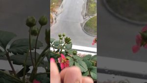 Клубника в горшочке