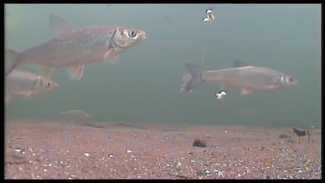 Как клюёт чебак Подводная съёмка смотреть онлайн