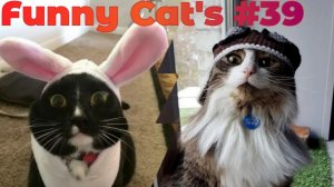 Смешные коты #39.mp4