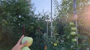 Яблоня Милениум Голд / Устойчивые сорта яблок