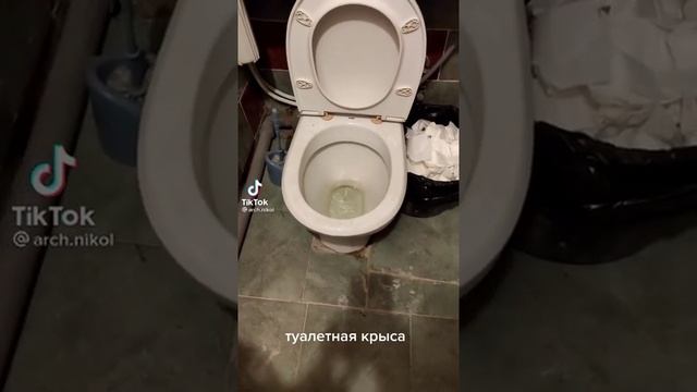 Кот карасныйй пагнали в унитаз смотреть онлайн