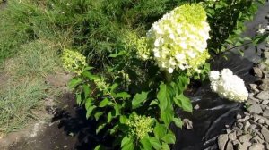 Наша коллекция карликовых метельчатых гортенизий на 17.08.2017г.