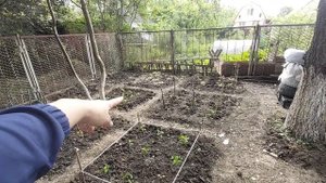 Работа в огороде , сажаю рассаду, подвязала помидоры по советом подписчиков ? первые цветы во дворе