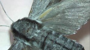 БРАЖНИКИ: 8. Sphinx pinastri (Сосновый Бражник)