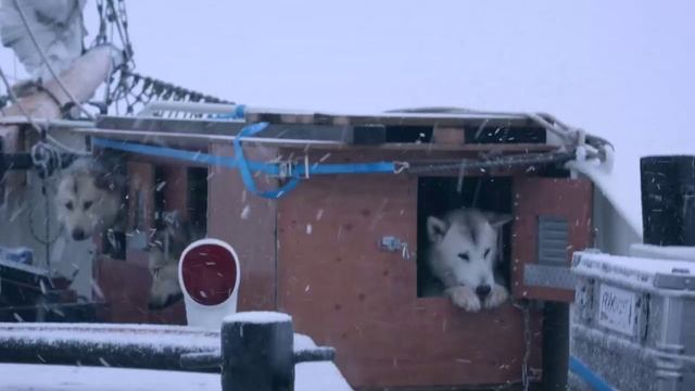 Собаки во льдах