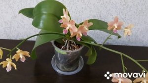 Цветение орхидеи Балм, июль 2020