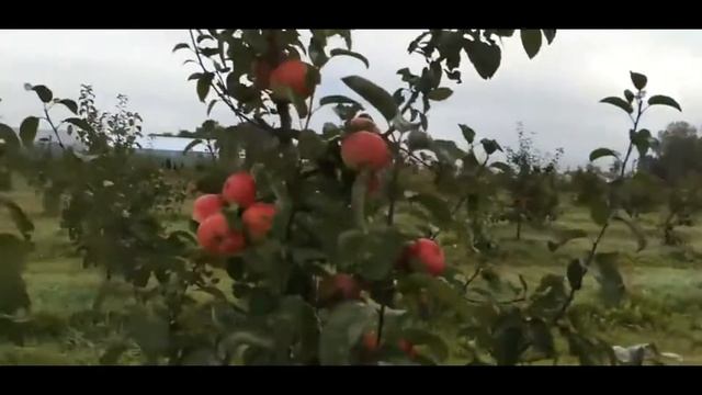 Яблоня сорт Надзейны