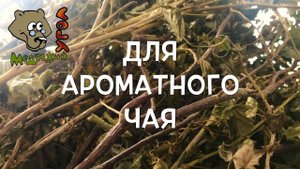 Как сушить смородину и малину для ароматного чая?