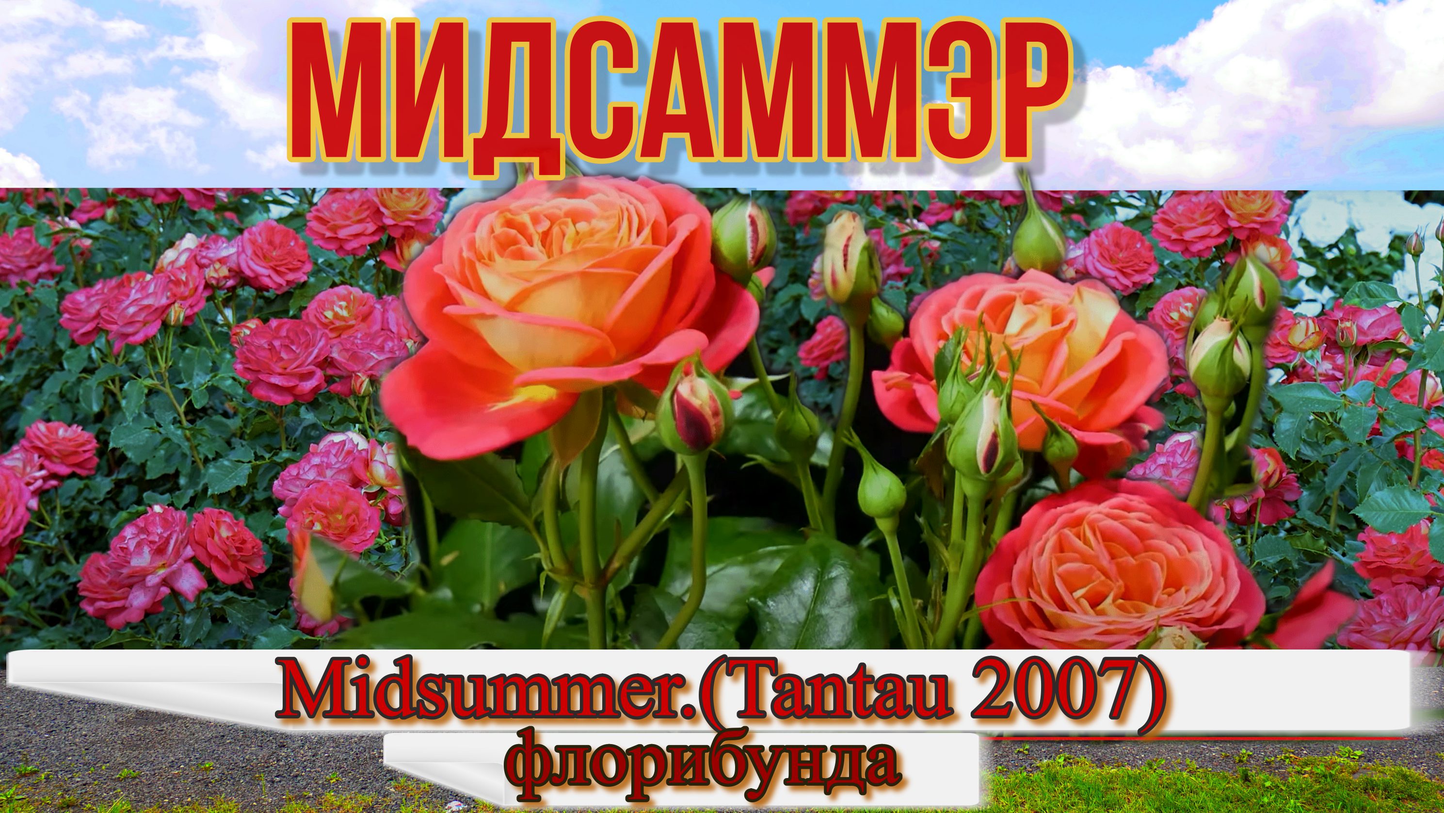 Роза Мидсаммэр (Флорибунда) - Midsummer_(Tantau 2007)