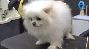 ANIMAL HISTORIES - long history of cute pomeranian dog