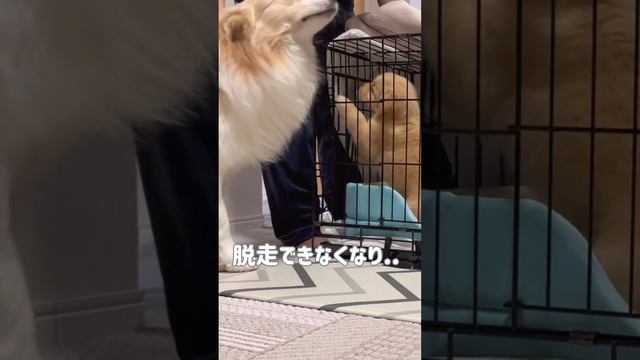 脱走常習犯だった子犬が1年後こうなりました...