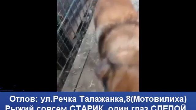 Старички в отлове МП г.Перми смотреть онлайн