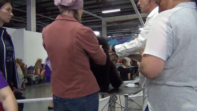 00036 Моно пуделей Челябинск 03.09.2017. миниатюра черная смотреть онлайн