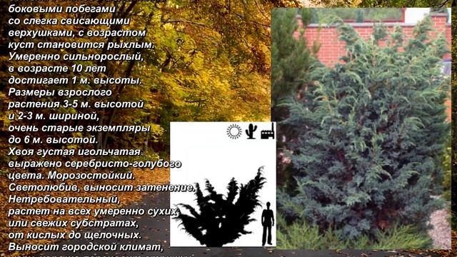 'Meyeri' - "Мейери". Juniperus squamata. Можжевельник чешуйчатый. Scaly juniper. смотреть онлайн