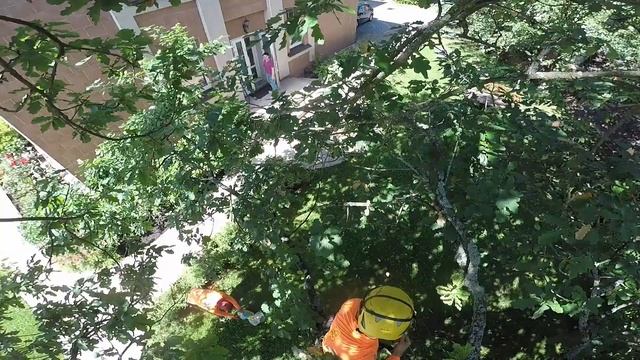 Лечение дуба от бактериальной водянки