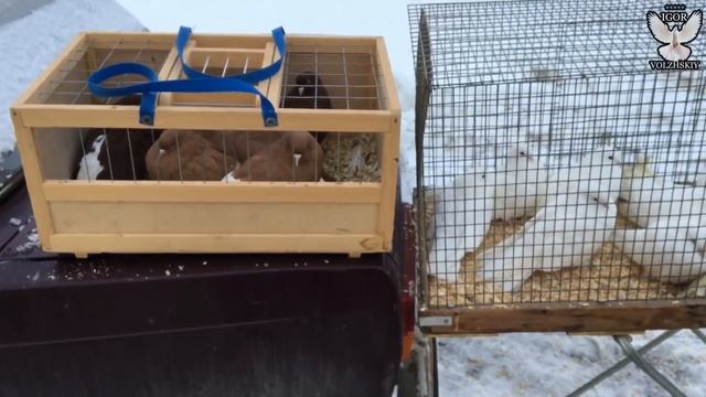 Ярмарка голубей в Тольятти 07.03.2021 смотреть онлайн