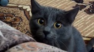 Кошка охотится! Какие глаза!!!!