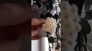 Хойя Лакуноза эскимо, обильное цветение