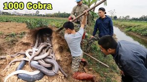 Детектор змей обнаружил гнездо из 100 кобр || Гигантский охотник на королевских кобр
