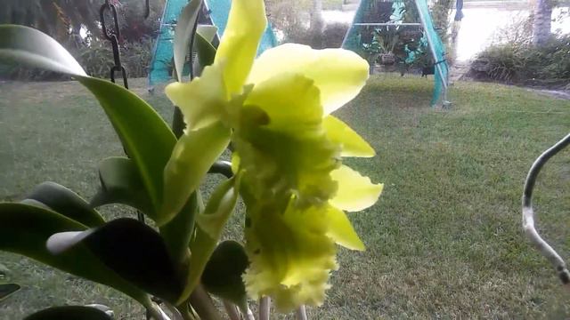 CATTLEYA · Blc Ports of Paradise 'Emerald Isle' смотреть онлайн