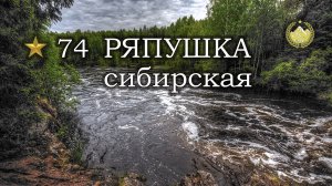 ✮ Река Нижняя Тунгуска ✮ Ряпушка сибирская ✮