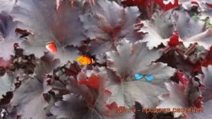Гейхера гибридная Бинош (heuchera binoche) ? гейхера Бинош обзор: как сажать рассада гейхеры Бинош