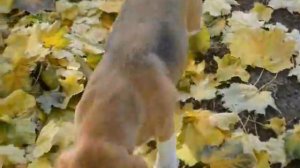 Trixie TX 32621 мяч плетеный каучук 7см для собак