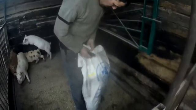 САДИМ огород. Взвешиваем поросят в 3 месяца. смотреть онлайн