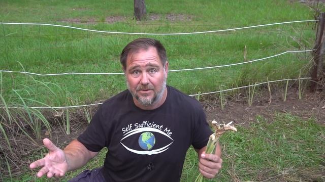 5 Tips How to Grow a Ton of Lemongrass at Home смотреть онлайн