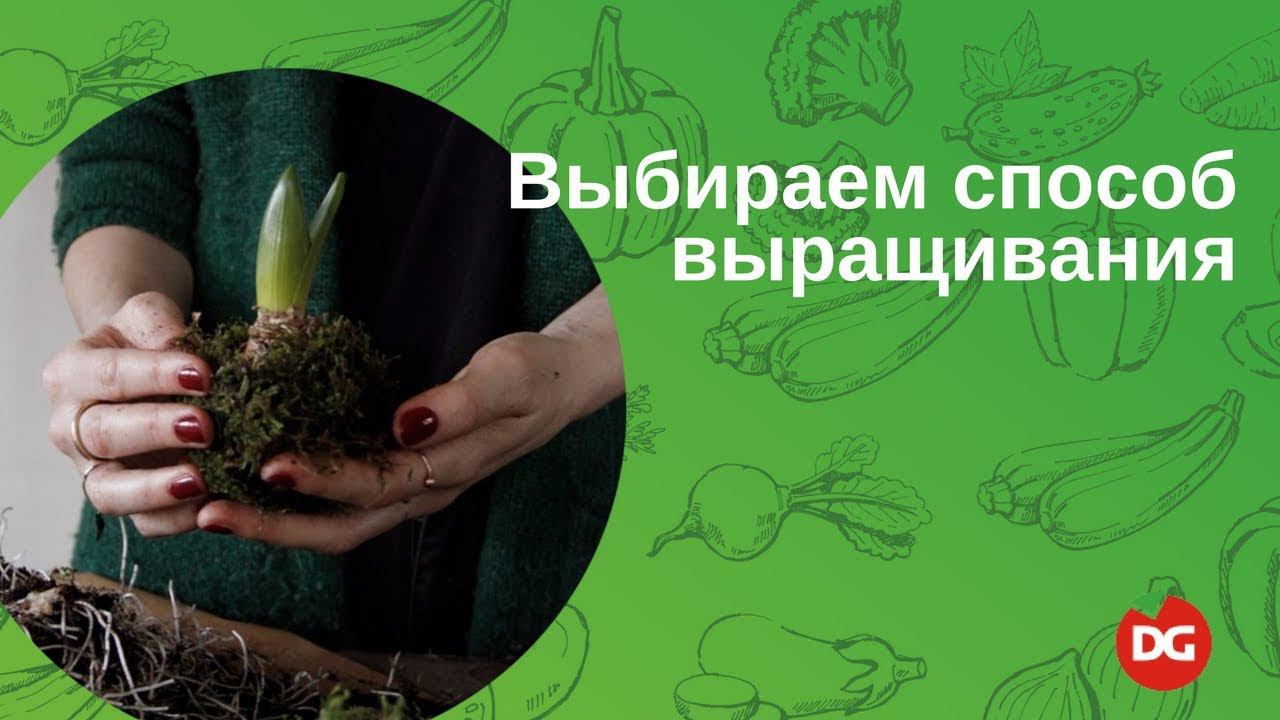 3 Как выбрать способ выращивания растений