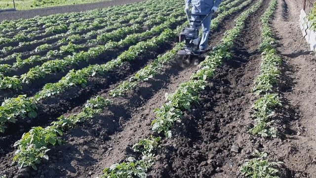 4 способа прополки картофеля культиватором