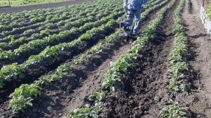 4 способа прополки картофеля культиватором