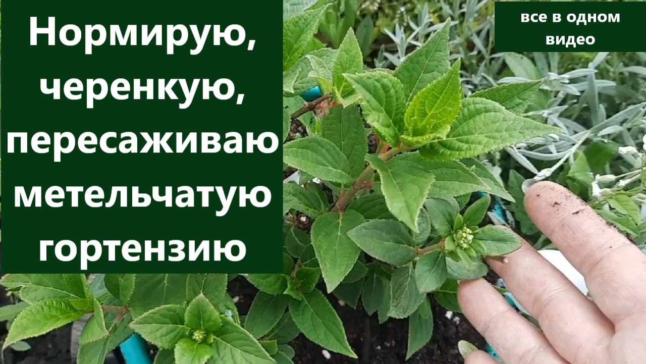 Метельчатая гортензия.  Как буду нормировать/черенковать и переваливать в июне.