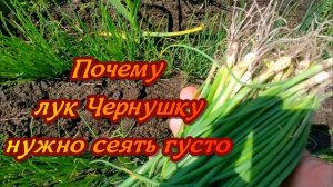 Почему нужно сеять лук ЧЕРНУШКУ очень густо?  Отвечаю своим подписчикам.