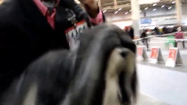 19.04.2015 г.Киев 2хCACIB ринг лхаса апсо смотреть онлайн