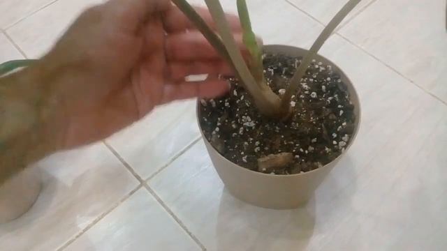 КОМНАТНЫЕ ЦВЕТЫ. АЛЛОКАЗИЙ. АЛЛОКАЗИЯ ПОЛЛИ ВЫПУСКАЕТ ЦВЕТОНОС.
