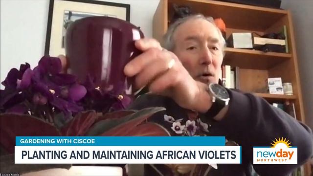 African violets add year-round color to your indoor landscape - New Day NW смотреть онлайн