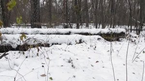 Морозоустойчивый комар. ( Trichoceridae )