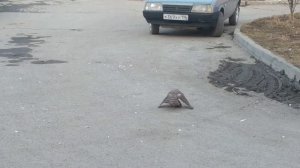 Ястреб ловит голубей в городе