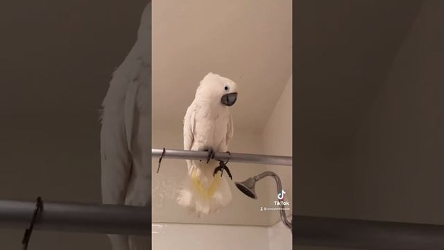 Cockatoo using his toes to play ?