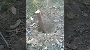 как правильно вбивать колышки 1часть