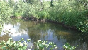 110 Серия Поймал Рыбу хариус на Обманки Удочка Поплавок Тайга, Рыбалка в таких местах из за кустов