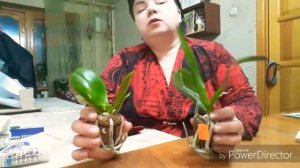 Посылка с phal.Ellen & Гибрид N-3. От Веры Даниловой.