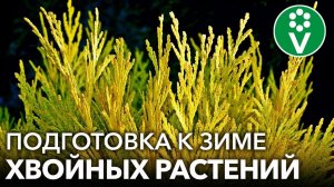 ПОДГОТОВКА К ЗИМЕ ХВОЙНЫХ РАСТЕНИЙ! Чем обработать, как полить и стоит ли подкармливать?