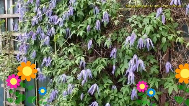 Клематис альпийский. Краткий обзор, описание характеристик, где купить крупномеры clematis alnifoli смотреть онлайн